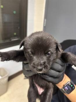 German Shepherd Dog Dogs Available for Adoption in Stockton, California - A373076 | PetCurious
