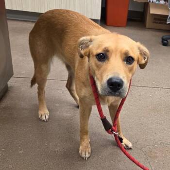 GeorgiaBelle -  Terrier Dog for Adoption in Chattanooga, Tennessee - GeorgiaBelle | PetCurious