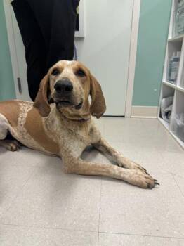 Stefan -  Coonhound and Mixed Breed Dog for Adoption in Columbus, Indiana - Stefan | PetCurious