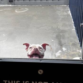 Wiggle Muffin -  Boxer Dog for Adoption in Matteson, Illinois - Wiggle Muffin | PetCurious