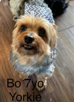 Rescue Yorkshire Terrier Dogs for Adoption in Columbia, Tennessee - Bo CP | PetCurious