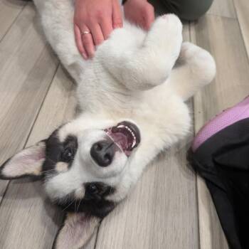 Lucky -  Mixed Breed Dog for Adoption in Clavet, Saskatchewan - Lucky | PetCurious