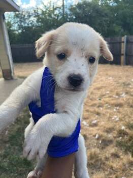 LOLA LOUD -  Mixed Breed Dog for Adoption in Dallas, Texas - LOLA LOUD | PetCurious