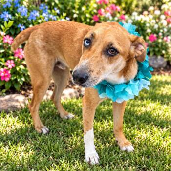 BANDIT (693) -  Catahoula Leopard Dog and Black Mouth Cur Dog for Adoption in Indiantown, Florida - BANDIT (693) | PetCurious