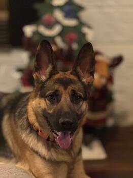 Rescue German Shepherd Dog Dogs for Adoption in Seattle, Washington - Gretta | PetCurious