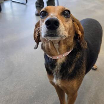 Daisy -  Beagle and Mixed Breed Dog for Adoption in Marshall, Texas - Daisy | PetCurious