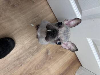 French Bulldog Dogs Available for Adoption - Dolly | PetCurious