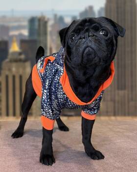 Pug Dogs Available for Adoption in Gardena, California - Bowtie *Bonded To Buttons* / Buttons *Bonded To Bowtie* | PetCurious