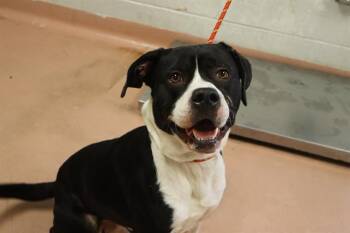 Rescue Mixed Breed Dogs for Adoption in Columbia, South Carolina - CHURRO | PetCurious