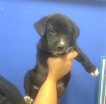 Labrador Retriever and Mixed Breed Dogs Available for Adoption in Albuquerque, New Mexico - RACHEL CARSON | PetCurious