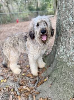 Rescue Shepherd and Mixed Breed Dogs for Adoption in Picayune, Mississippi - Treasure | PetCurious