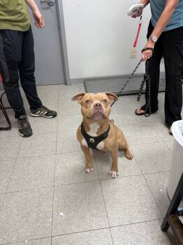 Rescue Boxer Dogs for Adoption in Sorrento, Louisiana - Mounds | PetCurious