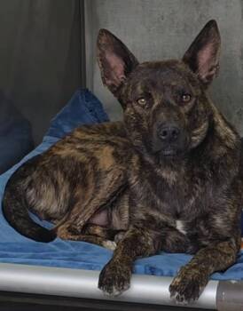 Dutch Shepherd and Cattle Dog Dogs Available for Adoption in Frazier Park, California - Syndney | PetCurious