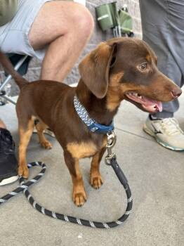 Oscar  (ln) -  Dachshund Dog for Adoption in White Bluff, Tennessee - Oscar  (ln) | PetCurious