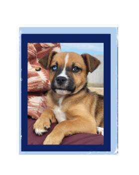 Boxer and Labrador Retriever Dogs Available for Adoption - Ranger  | PetCurious