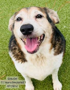 Shiloh -  Beagle Dog for Adoption - Shiloh | PetCurious
