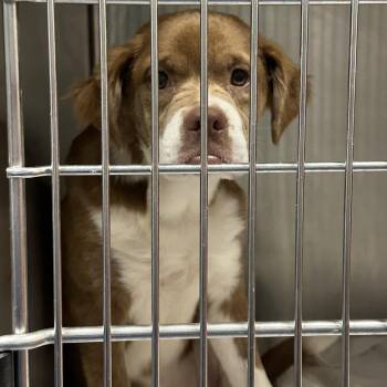 Amelia Earhart -  Mixed Breed Dog for Adoption in Greensboro, North Carolina - Amelia Earhart | PetCurious