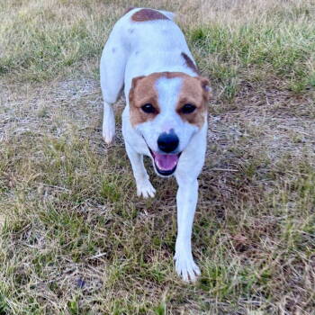 Rescue Jack Russell Terrier Dogs for Adoption in Hillsborough, North Carolina - Jackie | PetCurious