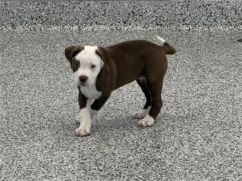 TIANA -  American Bulldog Dog for Adoption in Vaughan, Ontario - TIANA | PetCurious