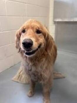 Sunny -  Golden Retriever Dog for Adoption in Steamboat Springs, Colorado - Sunny | PetCurious