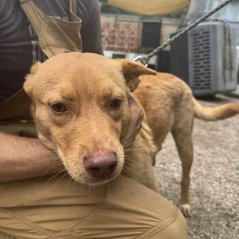Little Dude -  Golden Retriever and Labrador Retriever Dog for Adoption in Austin, Texas - Little Dude | PetCurious