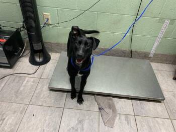 Labrador Retriever and Mixed Breed Dogs Available for Adoption - XENA | PetCurious