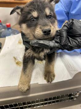 Husky and Mixed Breed Dogs Available for Adoption in Calgary, Alberta - American Jackal | PetCurious