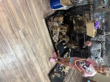 Skippy -  Beagle and Border Collie Dog for Adoption in Haslet, Texas - Skippy | PetCurious