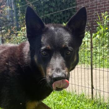 Clyde -  German Shepherd Dog Dog for Adoption in Jacksonville, Arkansas - Clyde | PetCurious