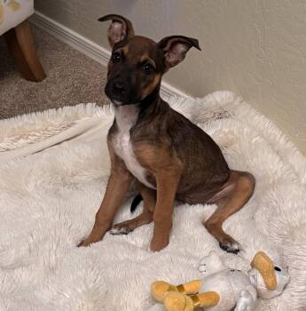 Kuma -  Shepherd Dog for Adoption in San Tan Valley, Arizona - Kuma | PetCurious