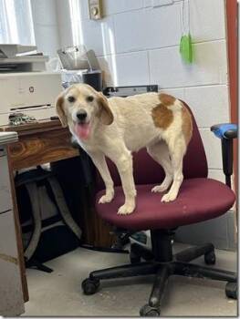 Beagle and Hound Dogs Available for Adoption - Mango Sweetheart Adult Girl!  Turnkey Angel | PetCurious