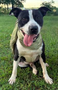 Oreo -  Mixed Breed Dog for Adoption in Northwood, New Hampshire - Oreo | PetCurious