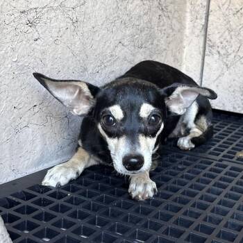 Rose -  Chihuahua and Terrier Dog for Adoption in San Gabriel, California - Rose | PetCurious