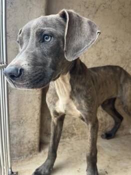 WESLEY -  Pit Bull Terrier and Mixed Breed Dog for Adoption in Oklahoma City, Oklahoma - WESLEY | PetCurious