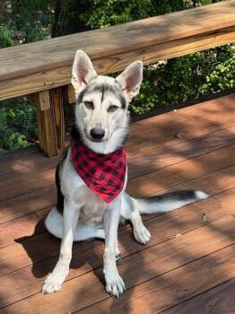 Rescue Husky Dogs for Adoption in Austin, Texas - Zoe | PetCurious