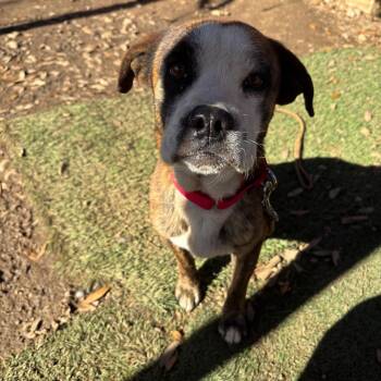Boxer and Beagle Dogs Available for Adoption in Austin, Texas - Rolo | PetCurious