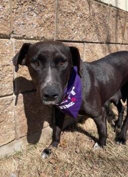 Rescue Labrador Retriever Dogs for Adoption in Tulsa, Oklahoma - MOMMA | PetCurious