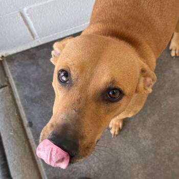 Rescue Labrador Retriever Dogs for Adoption in Jacksonville, Arkansas - Bit | PetCurious