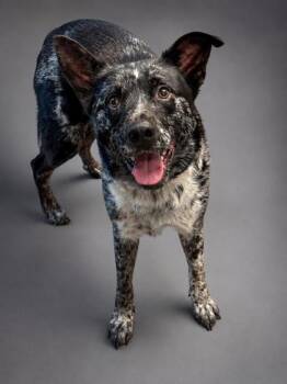 Ranger -  Catahoula Leopard Dog and Mixed Breed Dog for Adoption in Bowling Green, Kentucky - Ranger | PetCurious