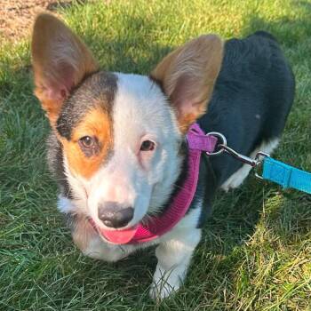 Mandy -  Corgi Dog for Adoption in Campton Hills, Illinois - Mandy | PetCurious