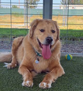 JD -  Golden Retriever Dog for Adoption in Canutillo, Texas - JD | PetCurious