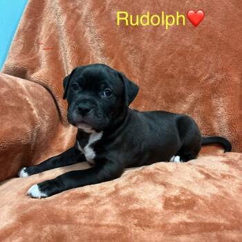 Rescue Black Mouth Cur and Mixed Breed Dogs for Adoption in Merritt Island, Florida - Rudolph | PetCurious