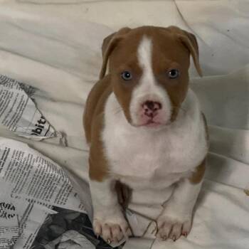 Wendy -  Terrier Dog Available for Adoption in Clarksdale, Mississippi - Wendy | PetCurious