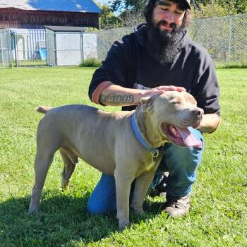 Karl -  Mixed Breed Dog for Adoption in Oneonta, New York - Karl | PetCurious