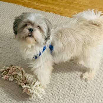 Rescue Shih Tzu Dogs for Adoption in Rochester, New York - Fabio | PetCurious