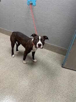 LATONA -  Pit Bull Terrier Dog for Adoption in Las Vegas, Nevada - LATONA | PetCurious