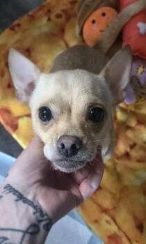 Miley -  Chihuahua and Pomeranian Dog for Adoption in Pottstown, Pennsylvania - Miley | PetCurious