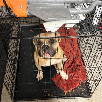 TNGC-Stray-1402 -  Mixed Breed Dog for Adoption in Pulaski, Tennessee - TNGC-Stray-1402 | PetCurious