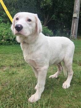 Deere -  Mixed Breed Dog for Adoption in Taycheedah, Wisconsin - Deere | PetCurious