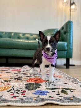 Biscuit Bear -  Husky and Siberian Husky Dog for Adoption in Friendswood, Texas - Biscuit Bear | PetCurious
